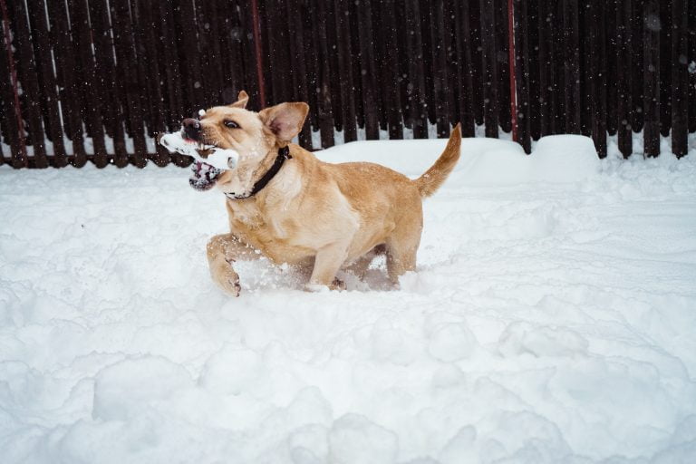 Working with a Dog Bite Lawyer in Ontario: Protecting Your Rights and Seeking Justice 1 Dog Bite Lawyer